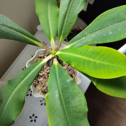 Planet Desert - Euphorbia viguieri ankarafantsiensis very beautiful plant I ordered I was trying to send a picture to go along with my 5 star review.