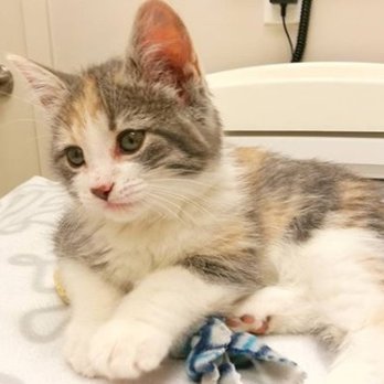 Apple Creek Animal Hospital - Whiskey's first visit to the hospital - Veterinarians Near Me - Markham, Ontario