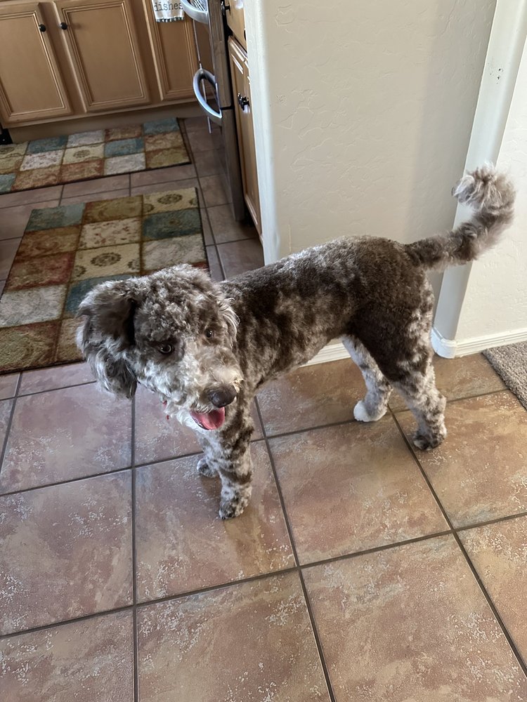 Open for Business CANINE COUNTRY CLUB 47 Photos & 18 Reviews 1461