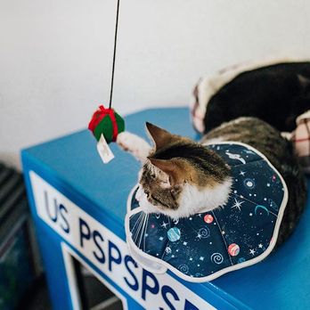 The Caffeinated Cat - Caffeinated Cat Cafe in Jacksonville Beach, FL - Coffee & Tea Near Me - Jacksonville Beach, Florida