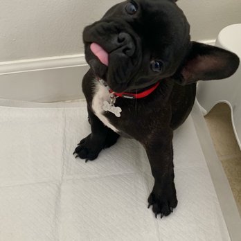 Bay Area Bulldogs - Axel potty training time - Pet Breeders Near Me Bay Area Bulldogs - Axel potty training time - Pet Breeders Near Me