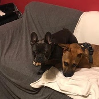 Harmony Puppy - Pet Training Near Me Harmony Puppy - Pet Training Near Me