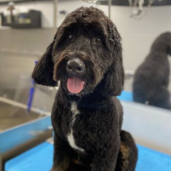 Petpura - Pet Groomers Near Me