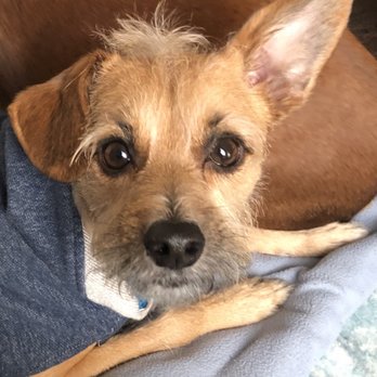 Animal Kingdom - This is his normal hair cut - Pet Groomers Near Me - Colton, California Animal Kingdom - This is his normal hair cut - Pet Groomers Near Me - Colton, California