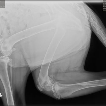 Border Tails Rescue - as you see there is no hip socket. he was born like this. - Pet Adoption Near Me - Northbrook, Illinois