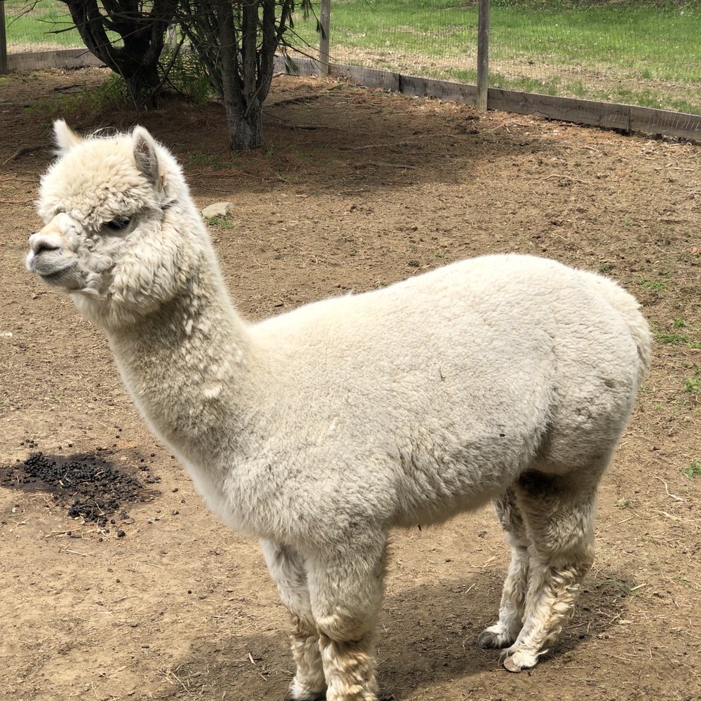 The Blue Alpaca Ranch and Store - One of the bachelor males - skittish but love treats - Ranches Near Me - Belfast, Maine The Blue Alpaca Ranch and Store - One of the bachelor males - skittish but love treats - Ranches Near Me - Belfast, Maine