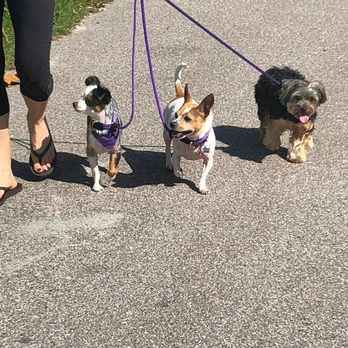 Train Pro Dogs - Pet Training Near Me - Bradenton, Florida