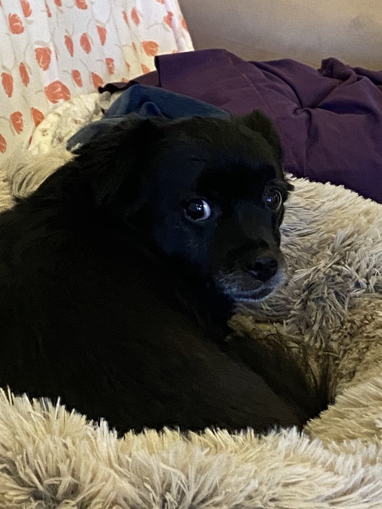 GRACEFUL GROOMING Updated August 2024 10 Photos Port St. Lucie, Florida Pet Groomers