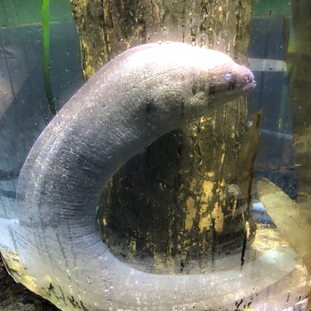 Austin Aquarium - Aquariums Near Me - Austin, Texas