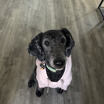 Sydnee's Pet Grooming - I got her a sweater to even try and keep her warm. - Pet Groomers Near Me - Irvine, California Sydnee's Pet Grooming - I got her a sweater to even try and keep her warm. - Pet Groomers Near Me - Irvine, California