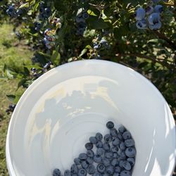 Best Choice Blueberry Farm