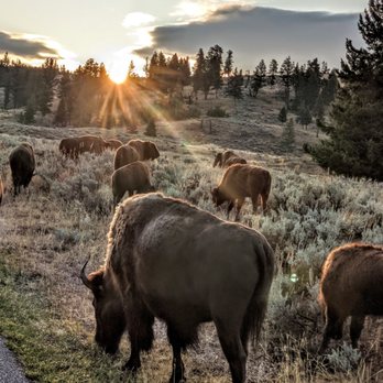 Lamar Valley - Bison Jam on the way to Lamar Valley - Hiking Near Me - Yellowstone National Park, Wyoming