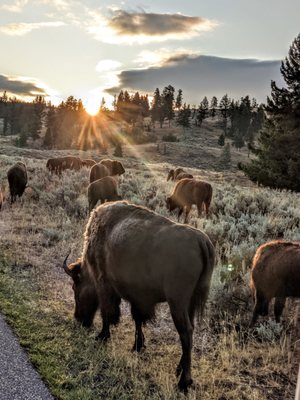 Lamar Valley by null