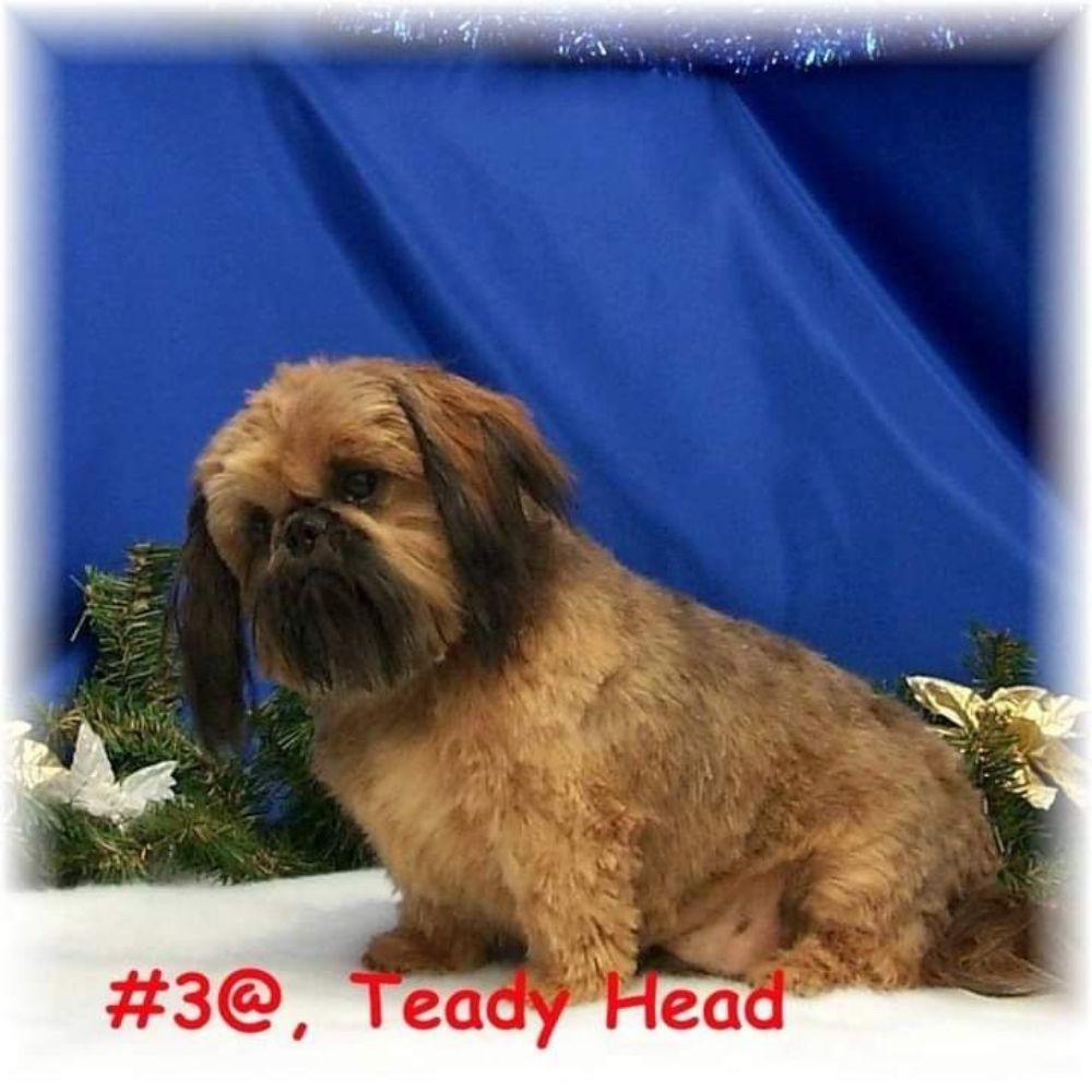 Nature Land Pet Resort - pet boarding facility in Hensley, AR