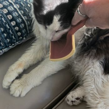 Cherish Pet Services - At age 19, Neko still loves his brush time - Dog Walkers Near Me - Marietta, Georgia Cherish Pet Services - At age 19, Neko still loves his brush time - Dog Walkers Near Me - Marietta, Georgia