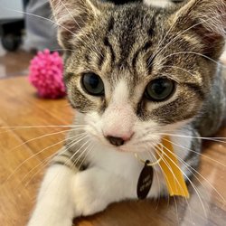 Animal Welfare League of Arlington