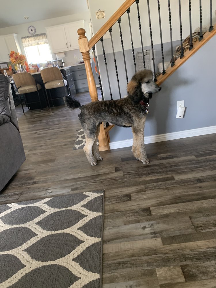 SARAGOLD KENNELS Updated September 2024 3817 N 2500th E, Filer