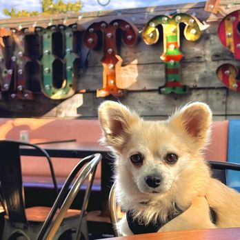 Mutt's Eastbluff - Sign on the patio behind @loki_the_chorgi_of_mischief - Breakfast & Brunch Near Me - Newport Beach, California Mutt's Eastbluff - Sign on the patio behind @loki_the_chorgi_of_mischief - Breakfast & Brunch Near Me - Newport Beach, California