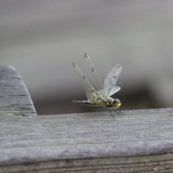 Innisfree Garden - Dragonfly relaxing on a chair. - Botanical Gardens Near Me - Millbrook, New York Innisfree Garden - Dragonfly relaxing on a chair. - Botanical Gardens Near Me - Millbrook, New York