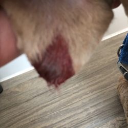 Mitch's Groomery - My poor dogs ears.