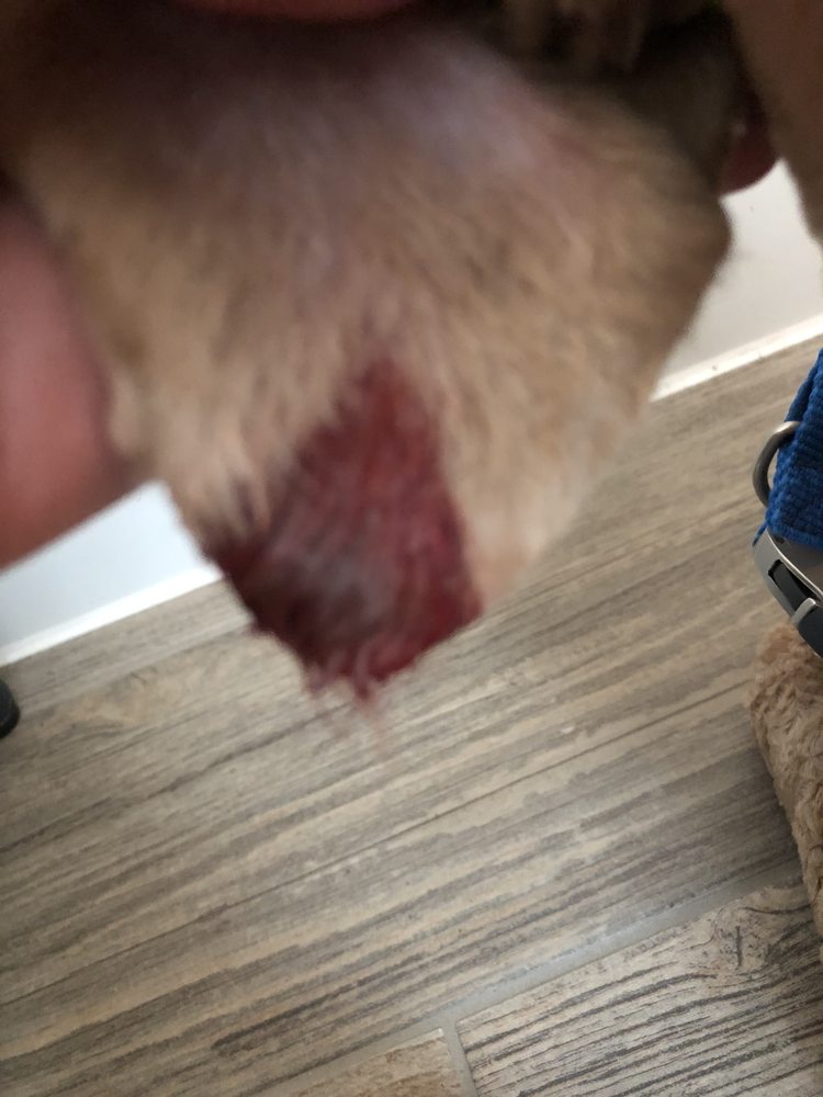 Mitch's Groomery
