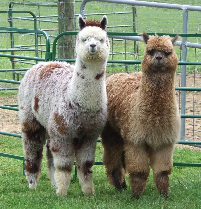 PAINTED SPRING FARM ALPACAS Updated June 2024 280 Roth Church Rd