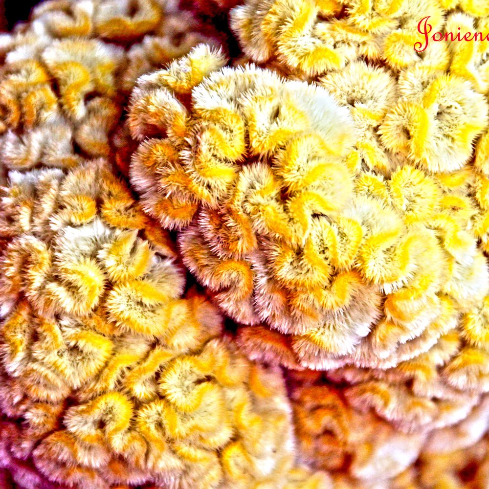 Cyclops Farm - One of the craziest flowers I've ever seen! Here honey, I love you... have a brain flower! Love it! - Farmers Market Near Me - Oceanside, California Cyclops Farm - One of the craziest flowers I've ever seen! Here honey, I love you... have a brain flower! Love it! - Farmers Market Near Me - Oceanside, California