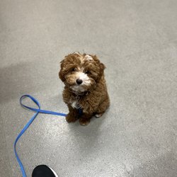 Mid-Peninsula Animal Hospital