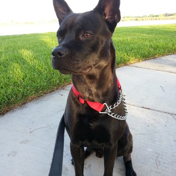 Bronxy's Home & Pet Sitting - Pet Sitting Near Me Bronxy's Home & Pet Sitting - Pet Sitting Near Me