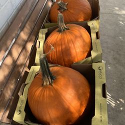 East Coast Farms and Vegetables - The pumpkins I bought!