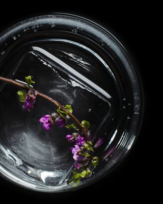 sushi ii by null sushi ii by null