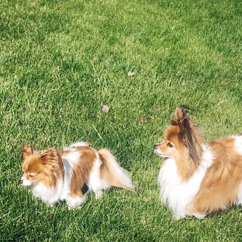 VIP Grooming - Pet Groomers Near Me - Syracuse, Utah VIP Grooming - Pet Groomers Near Me - Syracuse, Utah