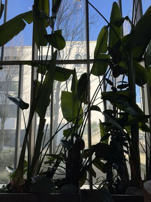 Knot Springs by null