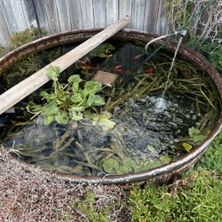 The Backyard Pond - Outdoor pond using a round trough very innovative.