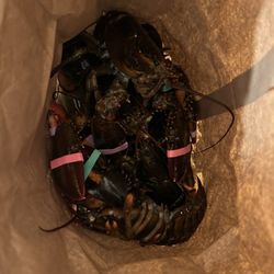 Always Fresh Larochelle Seafoods - Lobsters in the bag