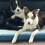 Photo of Dogs Unleashed K9 Training