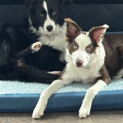 Dogs Unleashed K9 Training