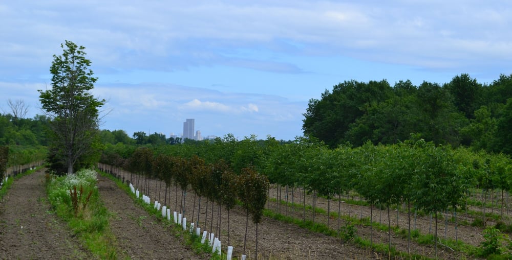 ISLAND PARK Updated August 2024 52 E Elmwood Rd, Albany, New York