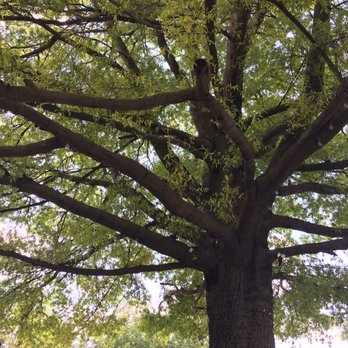 Fireside Tavern - View of the tree providing shade for outdoor seating. So beautiful - Bars Near Me - Strasburg, Pennsylvania Fireside Tavern - View of the tree providing shade for outdoor seating. So beautiful - Bars Near Me - Strasburg, Pennsylvania