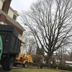 GreenTree Arborists - Northern Red Oak- Proper pruning at Delta Gamma