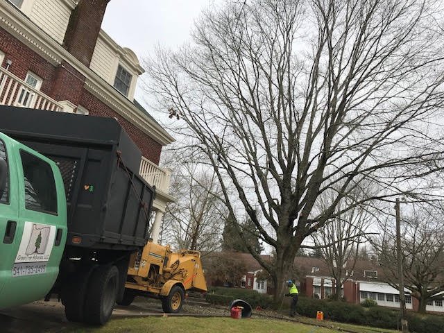 GreenTree Arborists - tree service in Eugene, OR