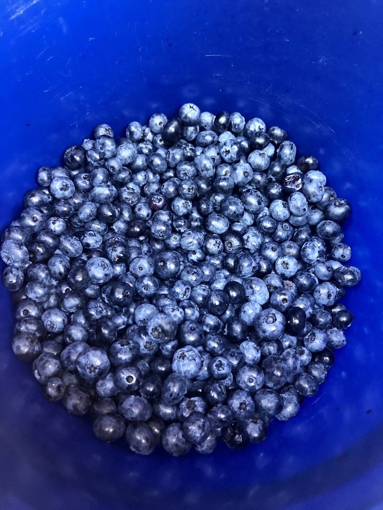 HAZEN’S FARM CLOSED Updated September 2024 15 Photos & 12 Reviews