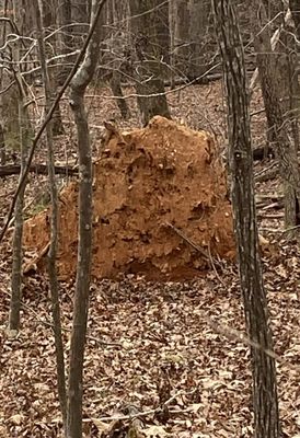 William B. Umstead State Park by null