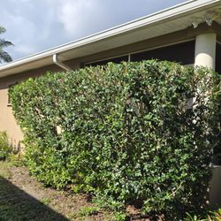 Black stallion tree service - Trimmed bushes