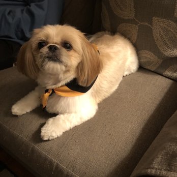 Classy Canine's Wiggle Rumps - Lindsey's lovely work - Pet Groomers Near Me - Castrovalley, California