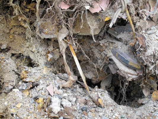 Dead Horse Bay by null