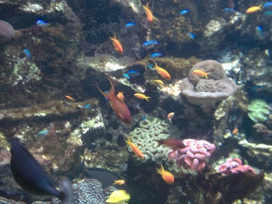 Grand Aquarium Saint Malo by null