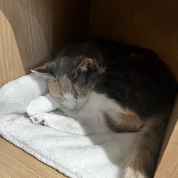KOKORO CAT CAFE - Updated February 2026 - 64 Photos & 21 Reviews - 133
