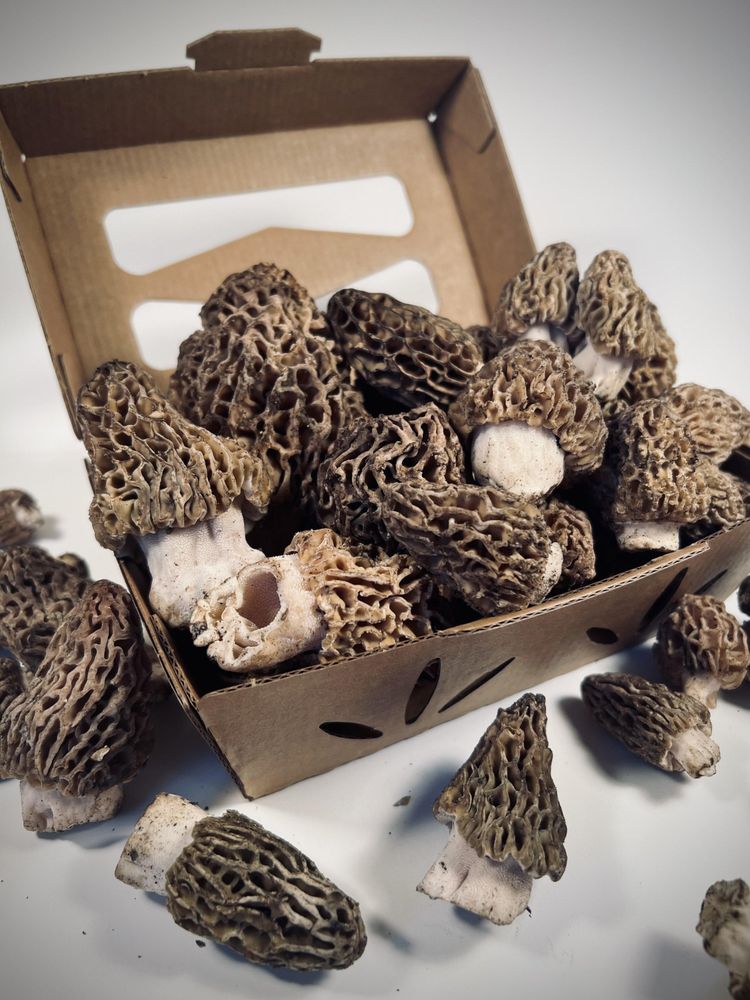 Petrichor Sarasota Roadtrippers - O 