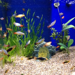 Aquariums West - Freshwater tank
